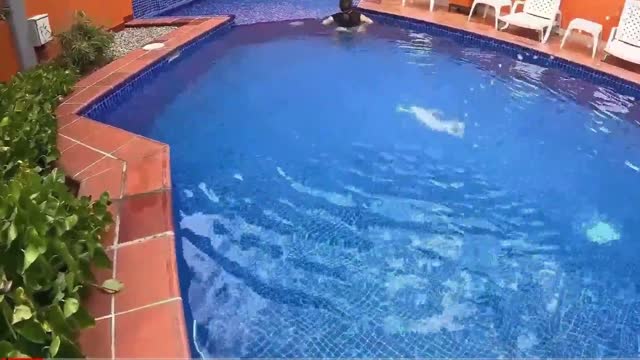 milfona in calore suicchia cazzo del bull